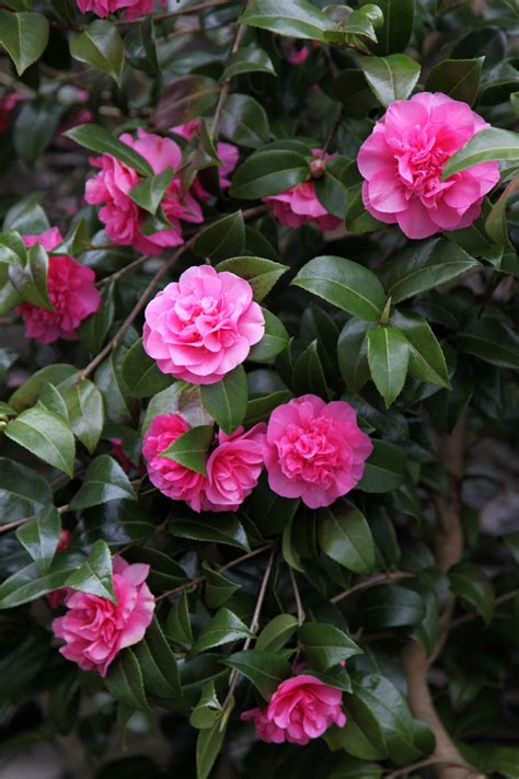 Harvest Spell Bloom Camellia: A Drought-Tolerant Beauty for Dry Gardens
